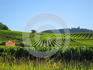 Vineyard in Alsace