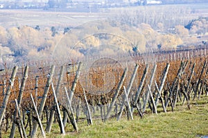 Vineyard, Alsace, France