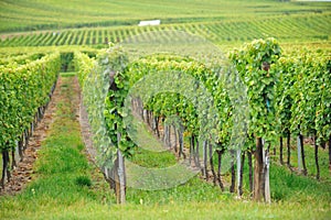 Vineyard at Alsace, France