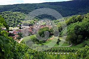 Vineyard, Alsace, France