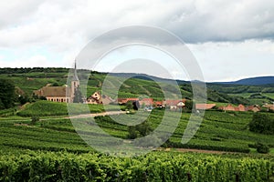 Vineyard, Alsace, France