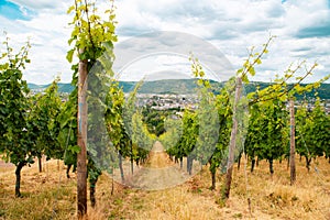 Vineyard in the ancient roman city of Trier, Moselle Valley in Germany, landscape in rhineland palatine