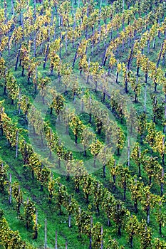 vineyard angles in autumn