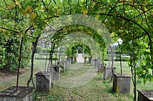 Villa Vineyard arch  Lucca Tuscany