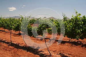 Vineyard in Arizona