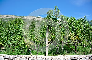 Vineyard as part of the Herzegovacka Gracanica Monastery