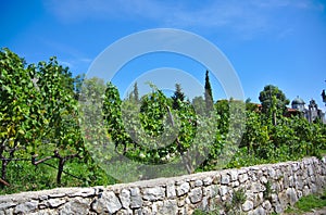 Vineyard as part of the Herzegovacka Gracanica Monastery