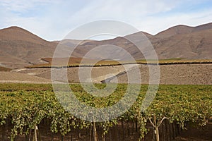 Vineyard in the Atacama Desert, Chile