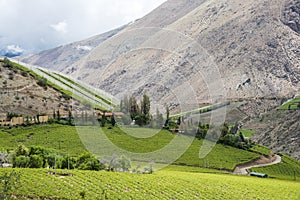 Vineyard in Atacama Desert, Elqui Valley, Chile