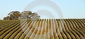 Vineyard in Australia