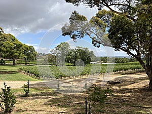 Vineyard in Australia photo