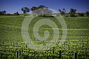 Vineyard australia mclarenvale