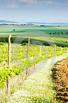 Vineyard in Austria