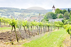 Vineyard in Austria