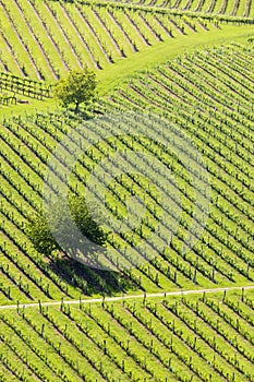 vineyard at the Austrian Slovenian border in Styria