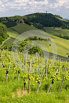 vineyard at the Austrian Slovenian border in Styria