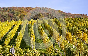 Weinberge herbst 