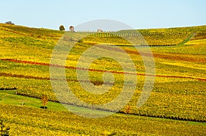 Vineyard during autum in Rhine-Hesse, Rheingau, Germany photo