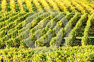 Vineyard during autum in Rhine-Hesse, Rheingau, Germany photo