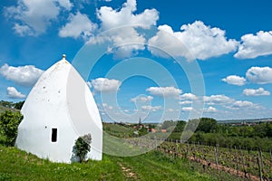 Vineyard during autum in Rhine-Hesse, Rheingau, Germany photo