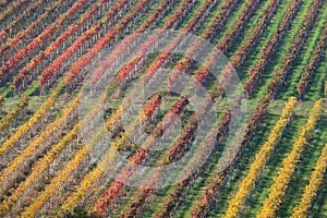 Vineyard in autumn 1