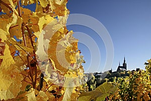 Vineyard in autumn