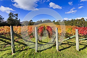 Vineyard Autumn