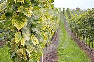 Vineyard in Autumn