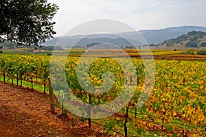 Vineyard in Autumn