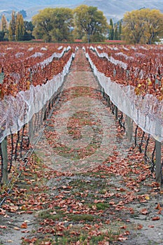 Vineyard in autumn