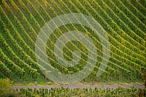 Vineyard in autumn