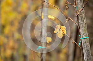 Vineyard in autumn