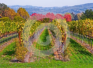 Vineyard in Autumn