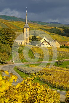 Vineyard in Autumn