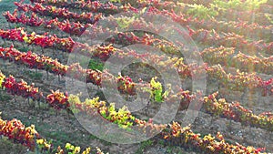 Vineyard in autumn aerial view. Navarre, Spain.