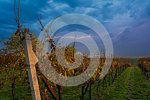 Vineyard in autumn against the backdrop of lightning. Slope near the town of Kyjov in South Moravia, Czech Republic
