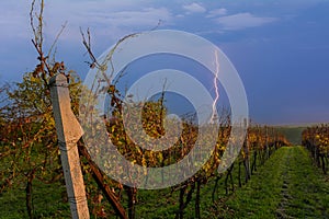 Vineyard in autumn against the backdrop of lightning. Slope near the town of Kyjov in South Moravia, Czech Republic