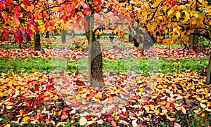 Vineyard in Autumn color