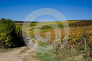 Vineyard in autumn colors along route called Weinstrasse, Germany