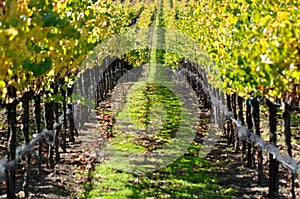 Vineyard in Autumn Fall