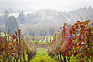 Vineyard in autumn fog view