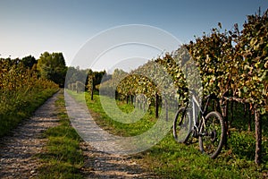 Vineyard in Franciacorta, Brescia, Lombardy, Italy photo