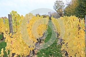 Vineyard in autumn