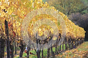 Vineyard in autumn