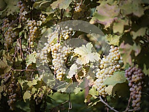 Vineyard in autumn photo