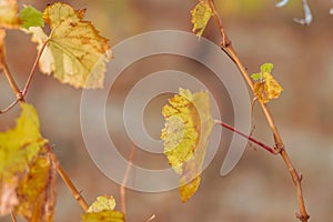 Vineyard in autumn. Grapevine in the fall. Autumn vineyard. Soft focus.
