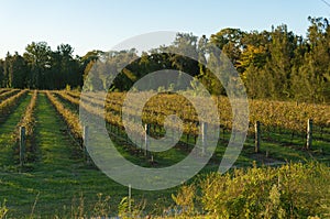 Vineyard in autumn with grapevines without leaves