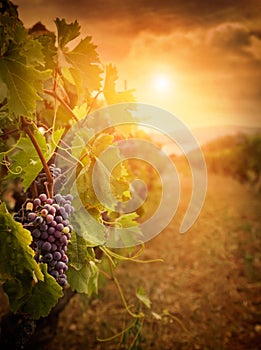 Vineyard in autumn harvest