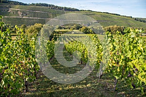 Vineyard in Brauneberg on river moselle photo