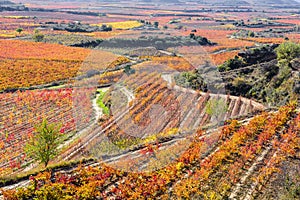 Vineyard in Autumn, La Rioja, Spain